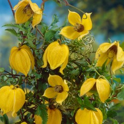 Clematide Tangutica - Clematis