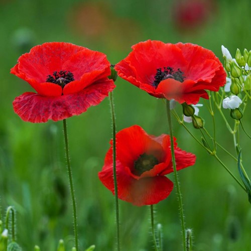 Papavero, Rosolaccio - Papaver rhoeas) EKO sementi biologic