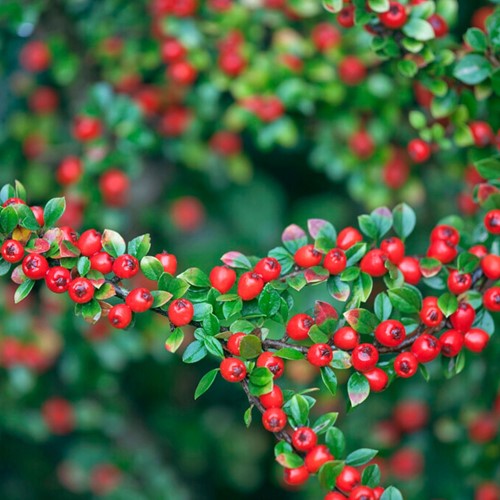 Cotoneaster Suecicus ‘Coral Beauty’ - Cotonastro