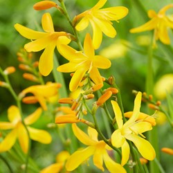 Crocosmia George Davidson - Montbretia (pianta da contenitore)