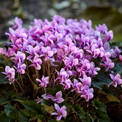 Cyclamen neapolitanum - Ciclamino napoletano