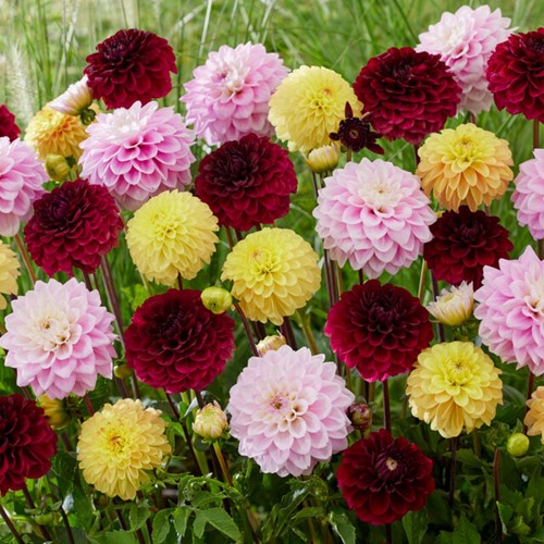 Assortimento Dalia Decorativa  - Dahlia
