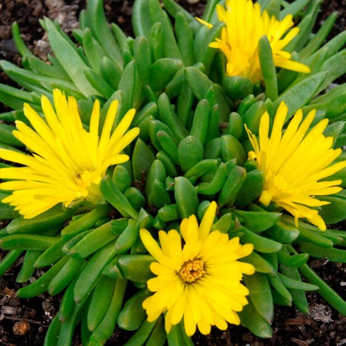 Delosperma congestum