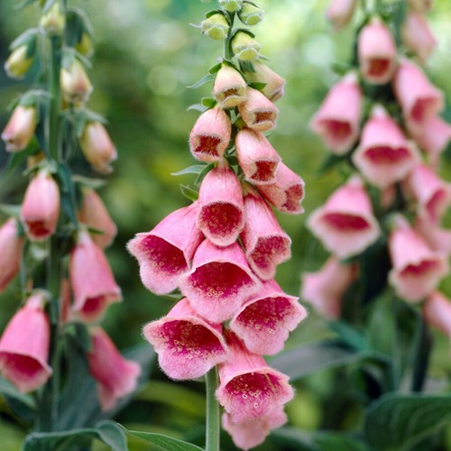 Digitalis mertonensis - Digitalis (Confezione da 6)