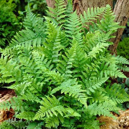 Felce Maschio - Dryopteris filix-mas