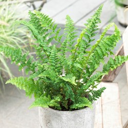 Athyrium Filix-Femina - Felce Femmina