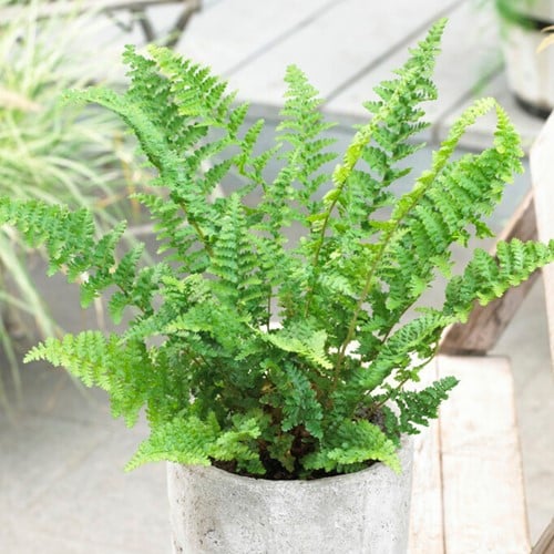 Athyrium Filix-Femina - Felce Femmina