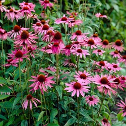 Echinacea Magnus Pink (Confezione da 6)