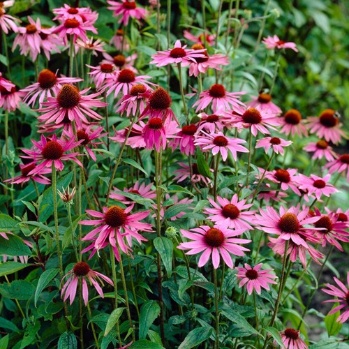 Echinacea Magnus Pink (Confezione da 6)
