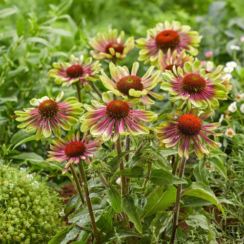 Echinacea Green Twister