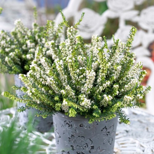 Erica Darleyensis White Perfection