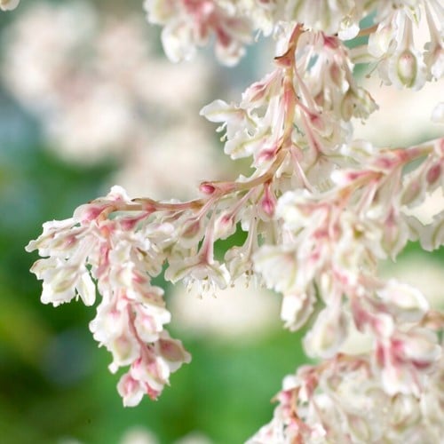 Fallopia aubertii (sin. Polygonum)