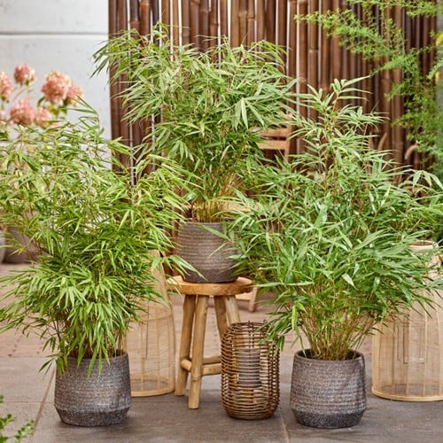 Fargesia Rufa – Bambù