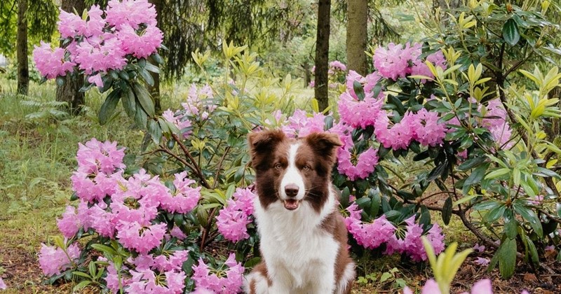 Potatura e cura del rododendro