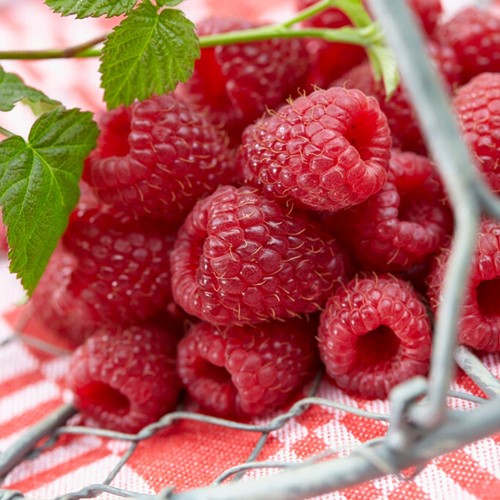 Lampone (Rubus Idaeus)