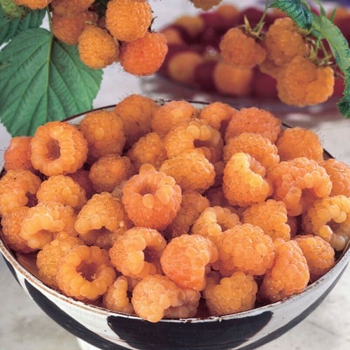 Lampone giallo - Rubus