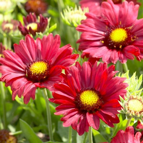 Gaillardia Burgunder - Gaillardia (Confezione da 6)