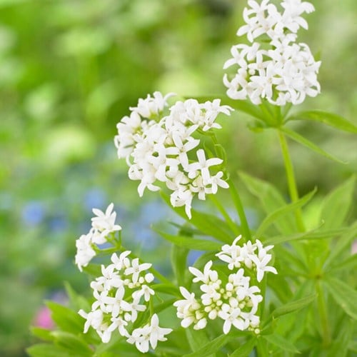 Stellina Odorosa - Galium odoratum (Confezione da 6)