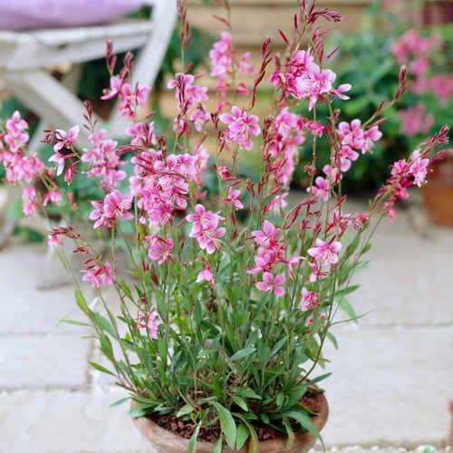 Gaura lindheimeri Siskiyou Pink - Fior di orchidea