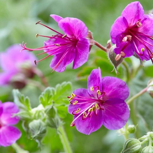 Geranio Odoroso Ingwersen Variety - Geranium Macrorrhizum (Confezione da 6)