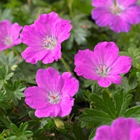 Geranio Pelargonium Max Frei - Geranium sanguineum (Confezione da 6)
