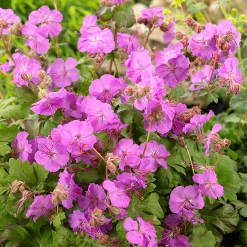 Geranium Cantabrigiense Karmina - Geranio