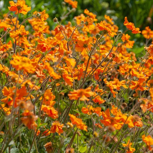 Geum coccineum 'Borisii'