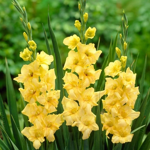 Gladiolo Giallo Nova Lux - Gladiolus