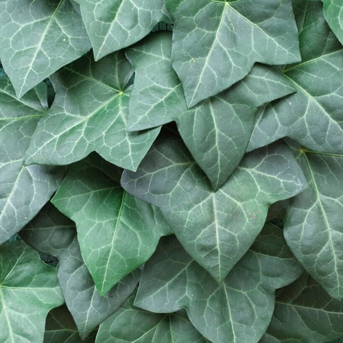 Edera dell'Irlanda (Hedera Hibernica)