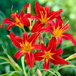 Emerocallide Sammy Russell (Hemerocallis ibridi) (pianta da vaso)