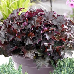 Heuchera Palace Purple - Heuchera (Confezione da 6)