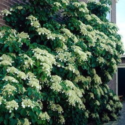 Hortensia petiolaris - Klimhortensia
