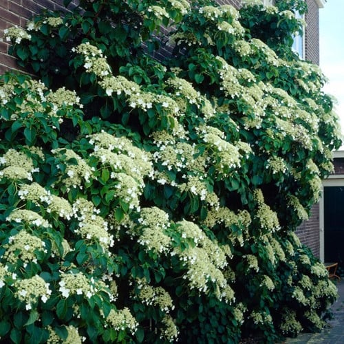 Ortensia rampicante Petiolaris - Hydrangea anomala petiolaris