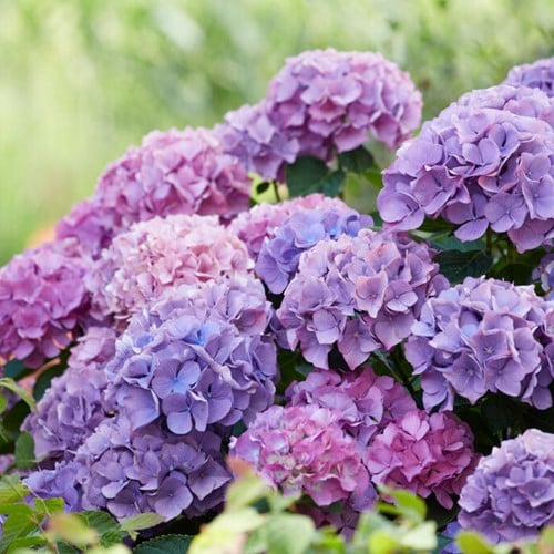 Ortensia Blu – Hydrangea