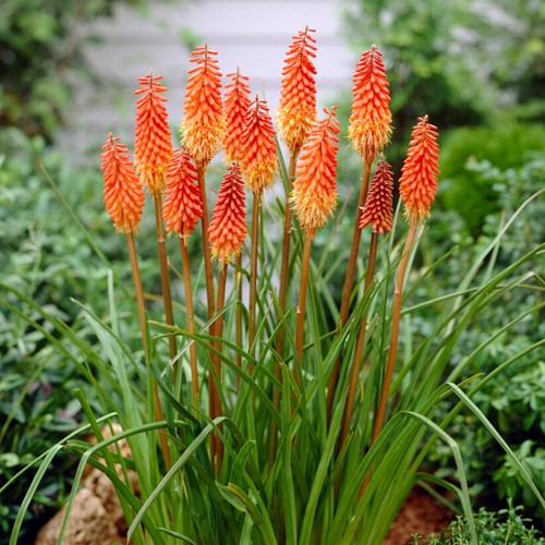 Kniphofia Alcazar - Giglio della torcia