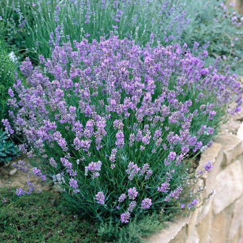 Lavanda Dwarf Blue - Lavandula angustifolia (Confezione da 6)