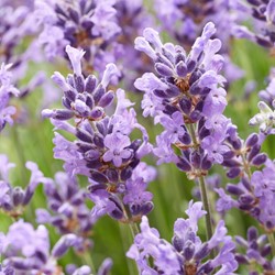 Lavanda 'Hidcote' 2 metri Siepe (Confezione da 6) (Lavandula)