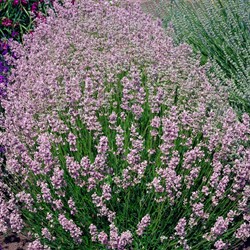 Lavanda Rosea - Lavandula Angustifolia (Confezione da 6)