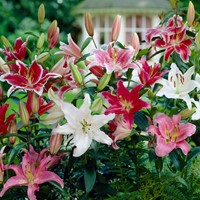 Lelie Parfum Mix - Lilium