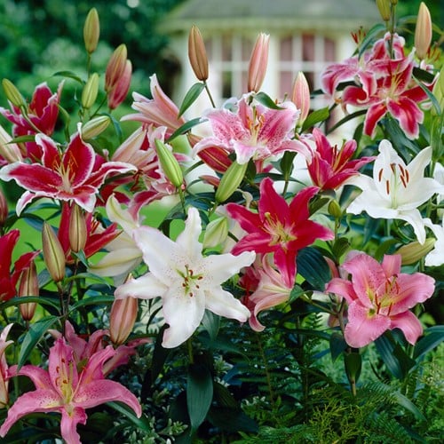 Giglio parfum mix - Lilium