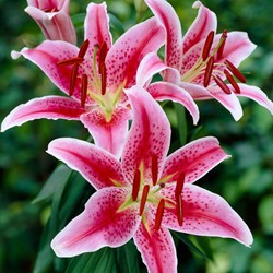Lelies Oriental Stargazer - Lilium