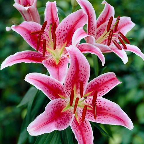 Giglio Orientale Stargazer - Lilium
