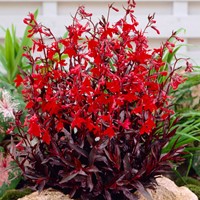 Lobelia fungens Queen Victoria (pianta del colibrì)