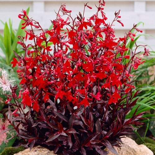 Lobelia fungens Queen Victoria (pianta del colibrì)