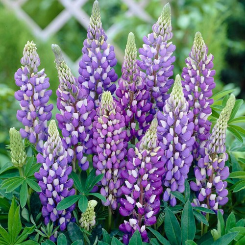 Lupinus ‘Gallery Blue’ – Lupino