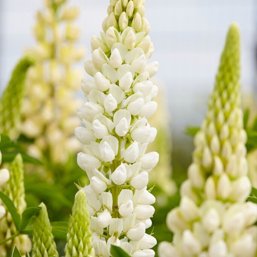 Lupino Gallery White - Lupinus