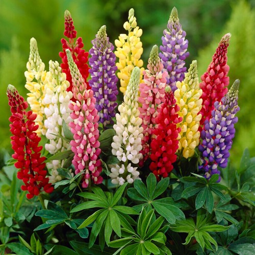 Lupinus mix assortito – Lupino