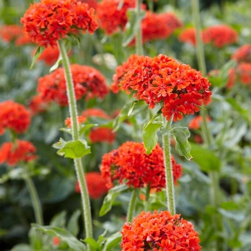 Croce di Gerusalemme (Lychnis Chalcedonica)