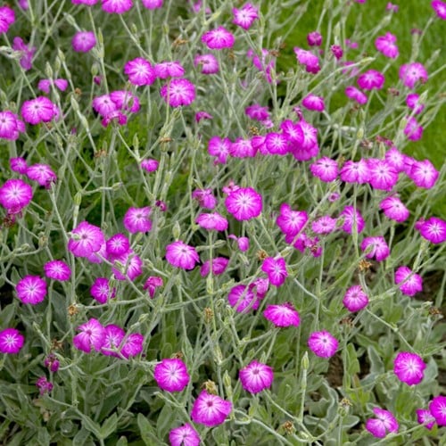 Lychnis Coronaria - Sylene (Confezione da sei)