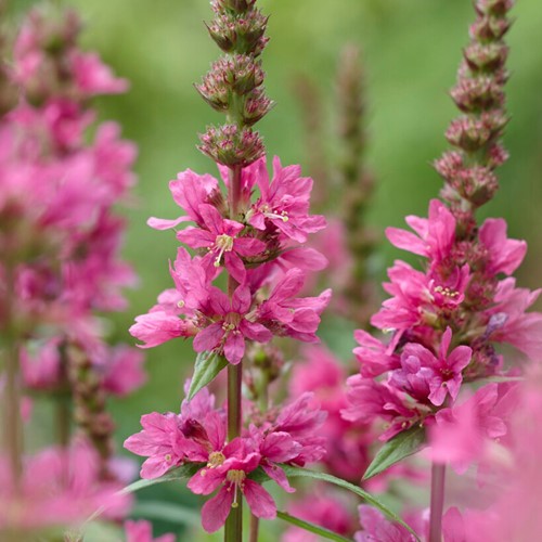 Salcerella Robert - Lythrum Salicaria (Confezione da 6)